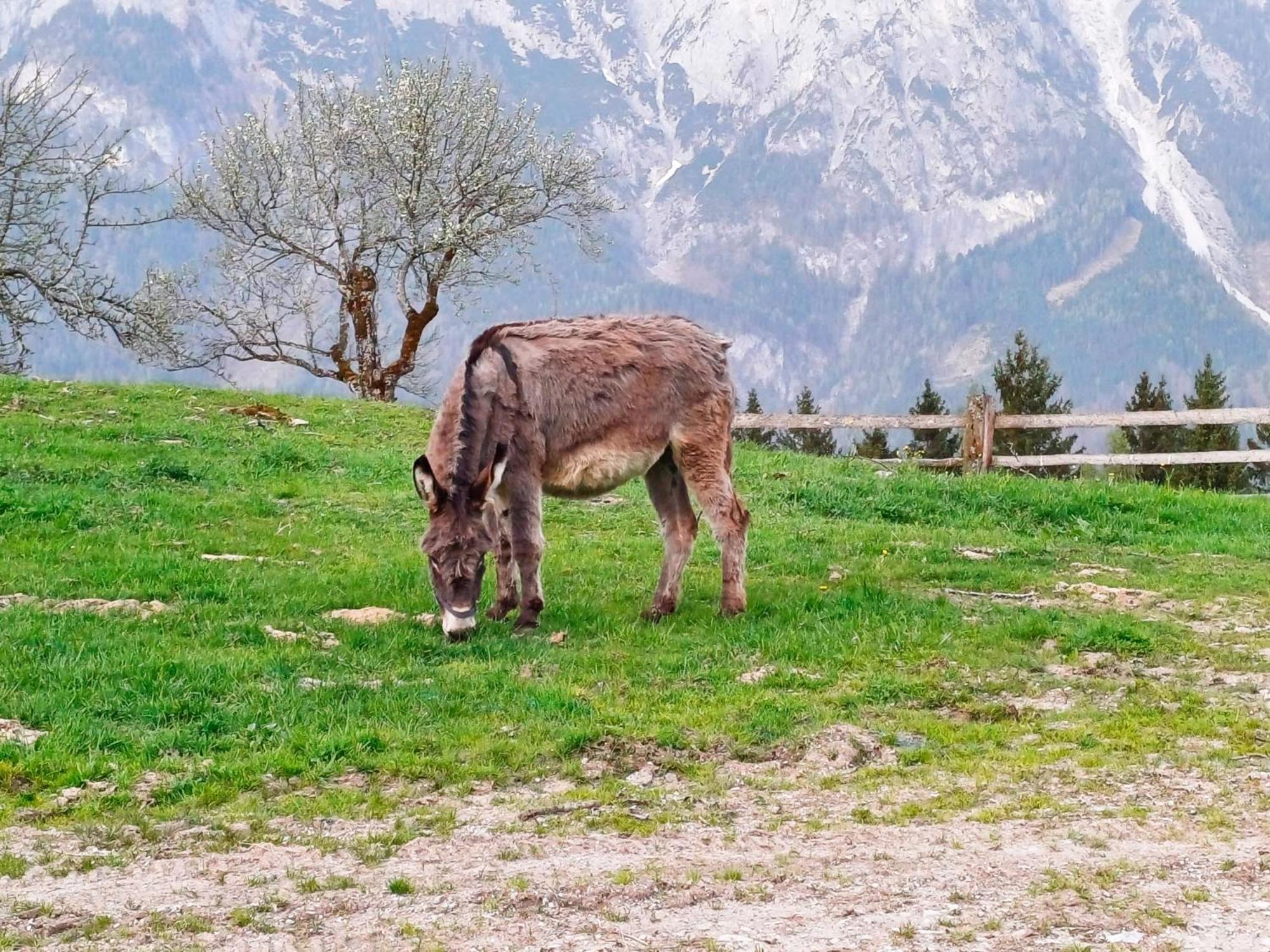 Mountain Residence Riesgut Werfen Esterno foto